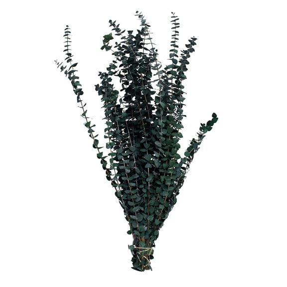 California Grown Natural Dried Preserved Eucalyptus Branches Large tall Bulk 1 LB - Green