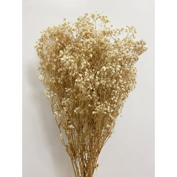 CalCastle Craft Dried Flower Natural Babys Breath 27" H 4.5oz Large Bundle Gypsophila Perserved for Wedding Bouquet Home Decor (Natural)