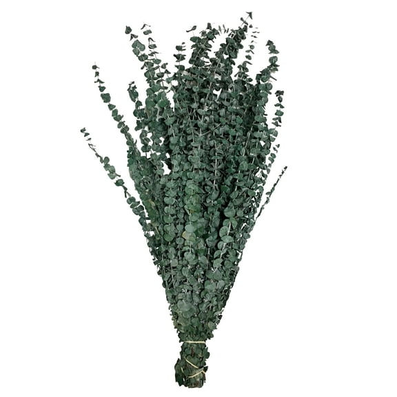 CalCastle Craft Natural Dried Preserved Eucalyptus Branches Large 30" Tall Bulk 1 LB