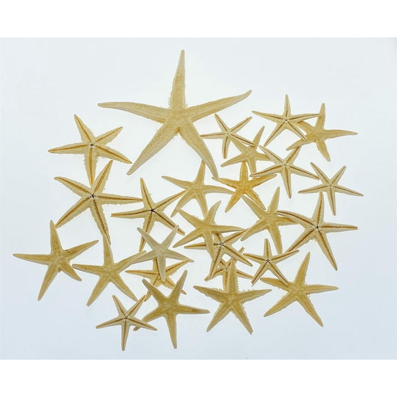 CalCastle Natural Real Starfish Sea Star Star Fish(Bleached, 2"-3" (Medium) - 36 PCS)