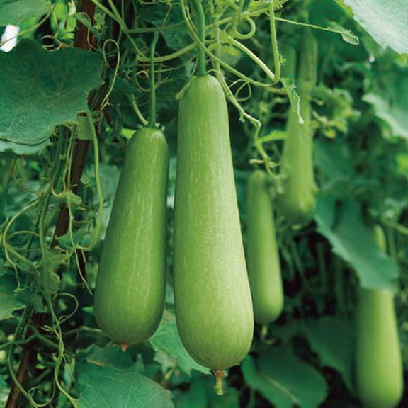 Calabash Gourd 15 Seeds | Fast-Growing Edible Lauki, Opo
