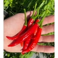 thumbnail image 1 of Calabrian Pepper Italian Piccante Calabrese Spicy Pepper of Calabria Premium Seeds Packet, 1 of 1