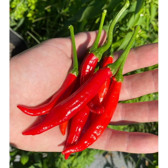 Calabrian Pepper Italian Piccante Calabrese Spicy Pepper of Calabria Premium Seeds Packet