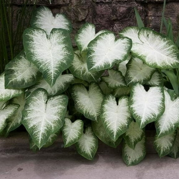 Caladium Aaron (3 Bulbs) - Flourishing Venture