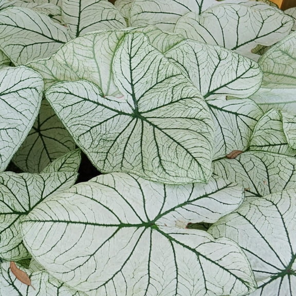 Easy to Grow Caladium Allure 3 Plant Bulbs, White Green Foliage Indoor Outdoor Summer