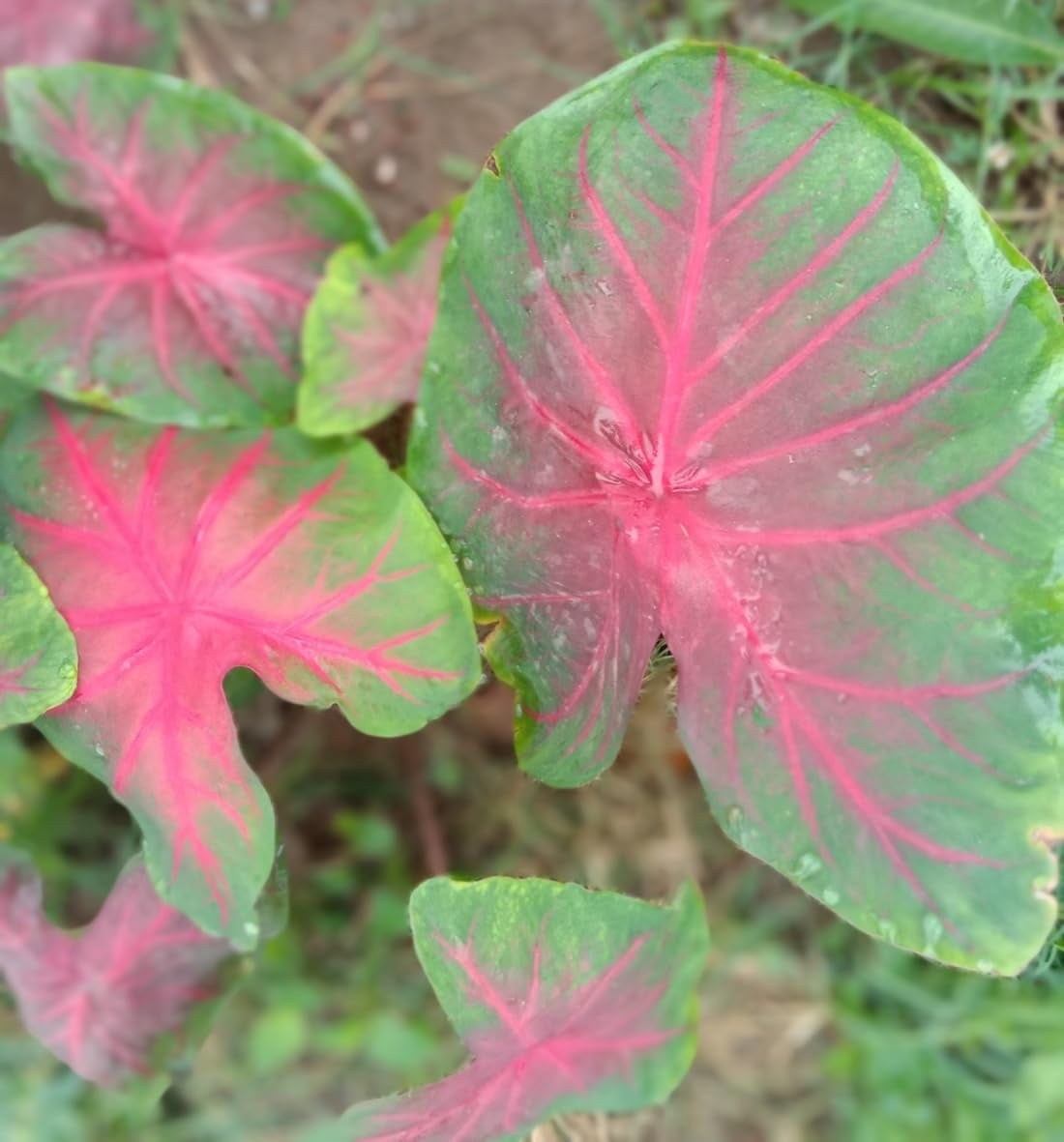 Lot De 100 Graines Caladium Bicolor Florida - Semences Fleurs Rares Pour Jardin Et Intérieur, Orange