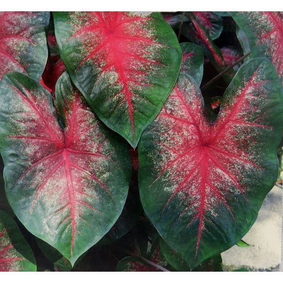 Caladium Bombshell- 3 Bulbs - Striking Red/Deep Green