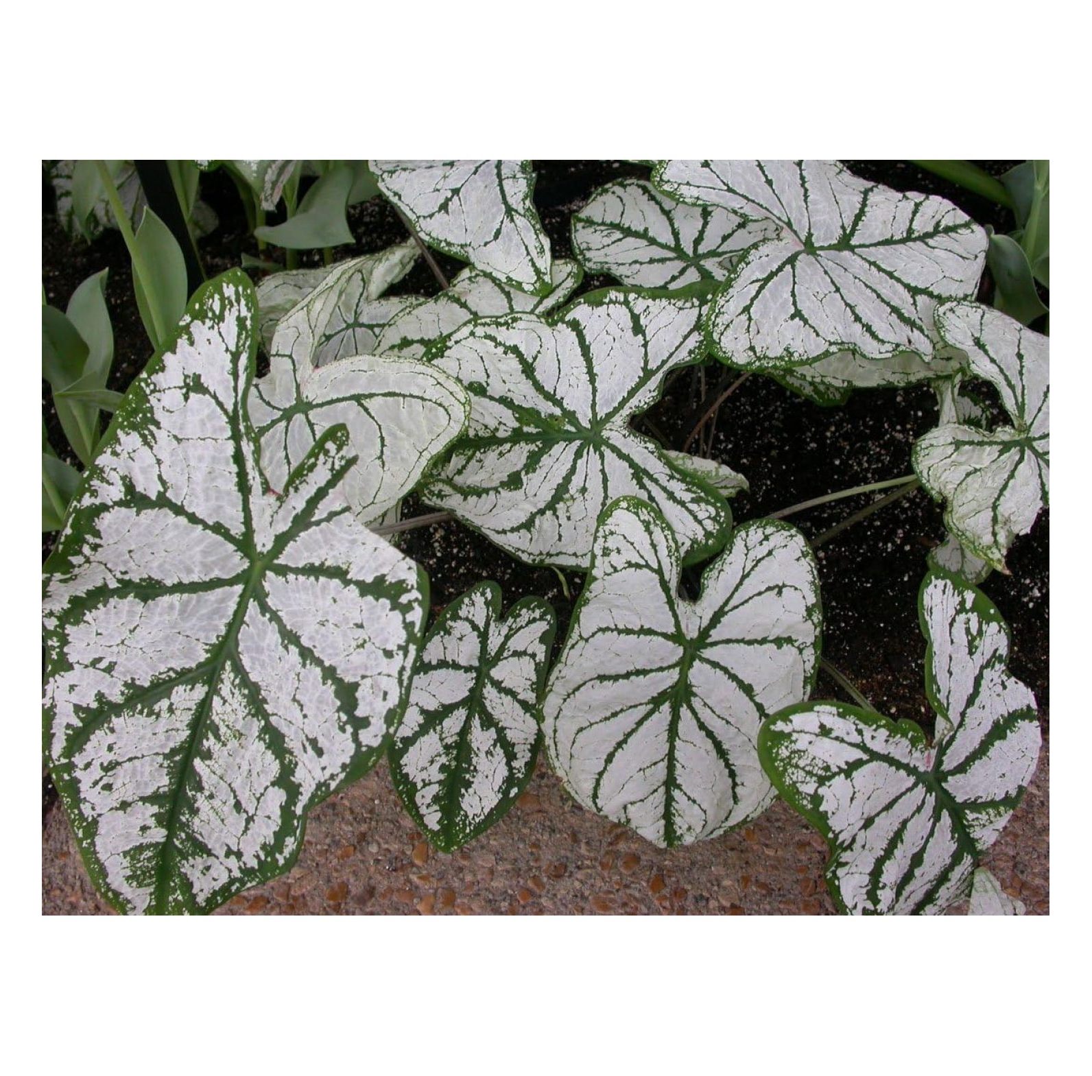 Caladium, Bulb, White Christmas, Pack of 10 (Ten), Easy to Grow