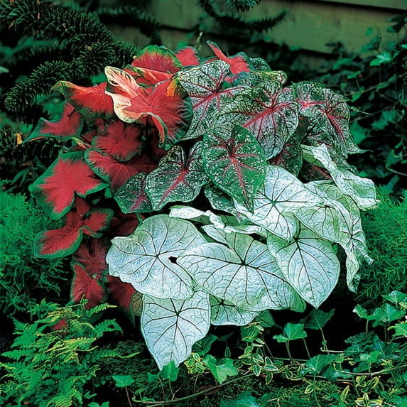 Caladium Bulbs, Fancy Mix, Pack of 10 (Ten), Easy to Grow, Colorful Mix, HOSTA, Country Creek Acres Brand