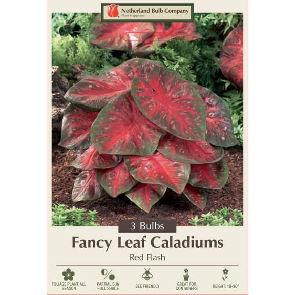 Caladium Fancy Red Flash 3 Bulbs - Red/Pink/Green - #1 Size Bulbs