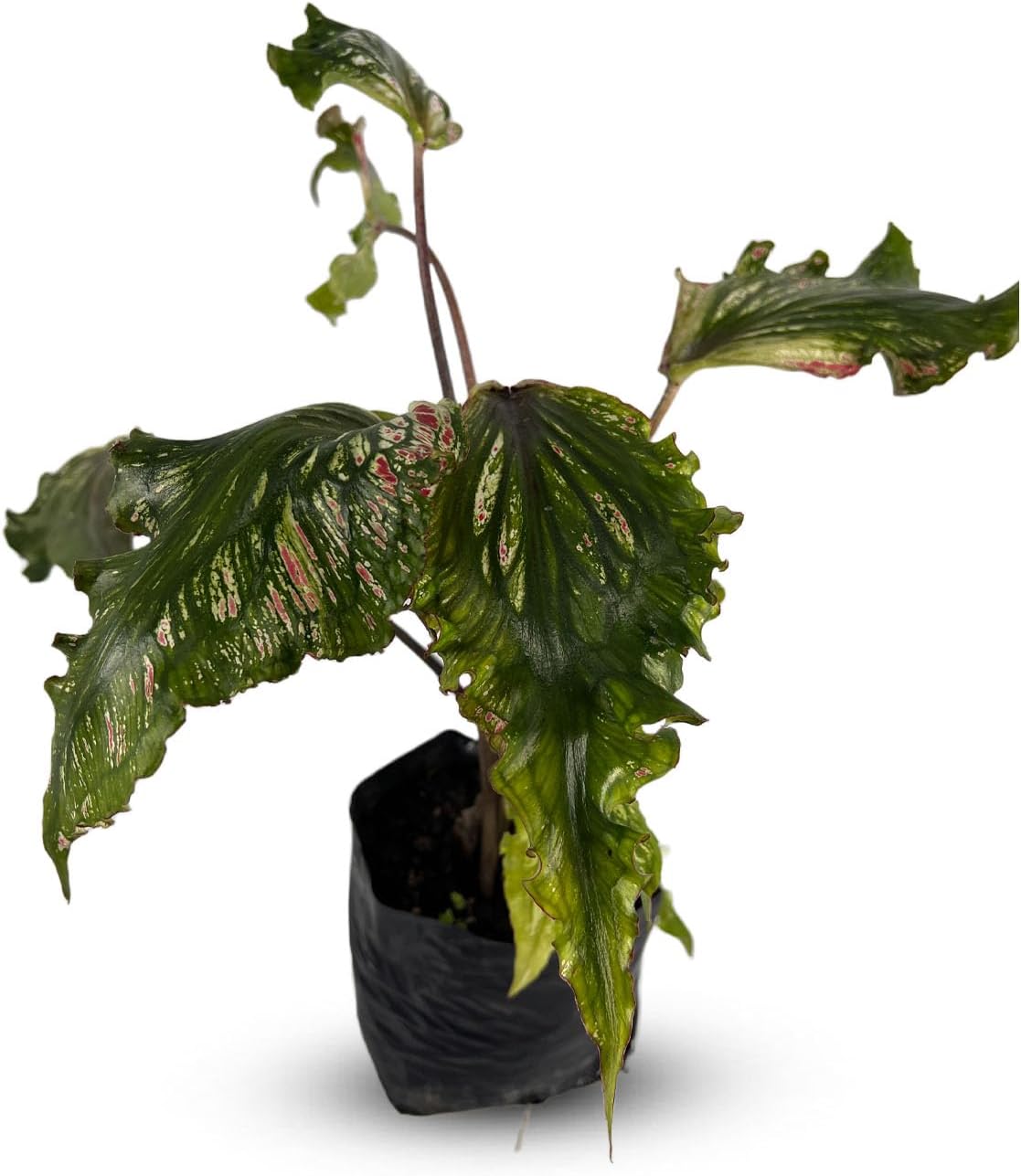 Caladium Green Crying by LEAL PLANTS ECUADOR Sweetheart Caladium Bulb