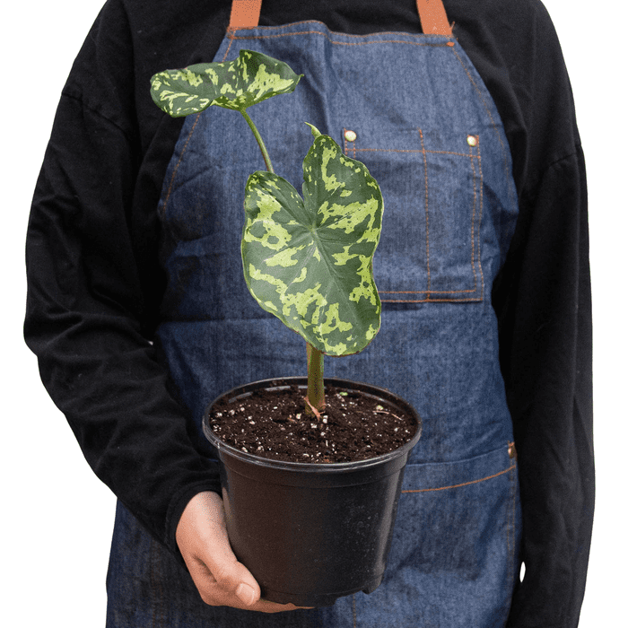 Caladium Hilo Beauty - Live Air-Purifying Indoor Plant in Nursery Pot – Easy Care, Low Maintenance Houseplant for Home & Office Decor, Natural Air Cleaner, Best for Beginners (6"Pot)