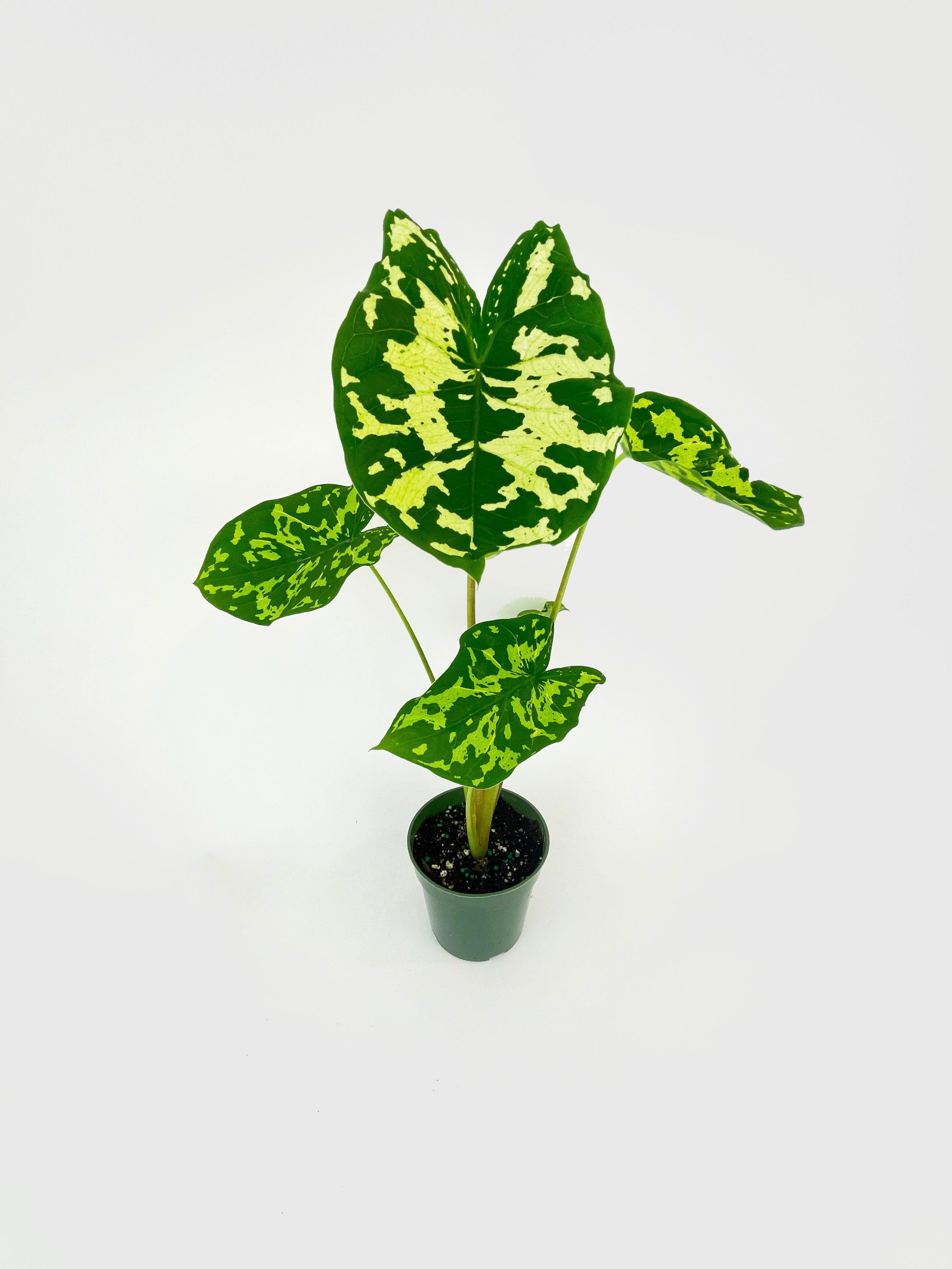 Caladium Hilo Beauty - Live Air-Purifying Indoor Plant in Nursery Pot – Easy Care, Low Maintenance Houseplant for Home & Office Decor, Natural Air Cleaner, Best for Beginners (4"Pot)