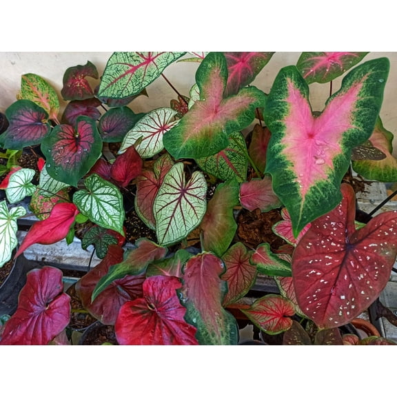 Caladium Mix Colors (10 Bulbs) - Flourishing Venture