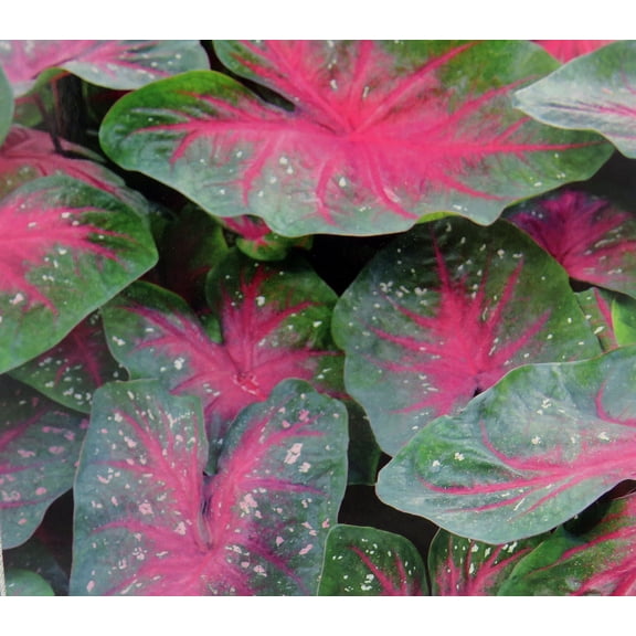 Caladium Party Punch 3 Bulbs -  Pink/White/Green