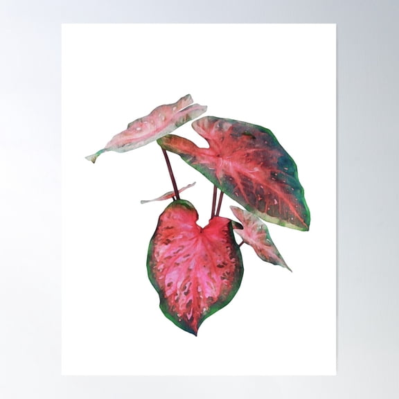 Caladium Red Flash Poster Wall Art, Modern Wall Decor For Living Room Bedroom, 12x18 UNFRAMED