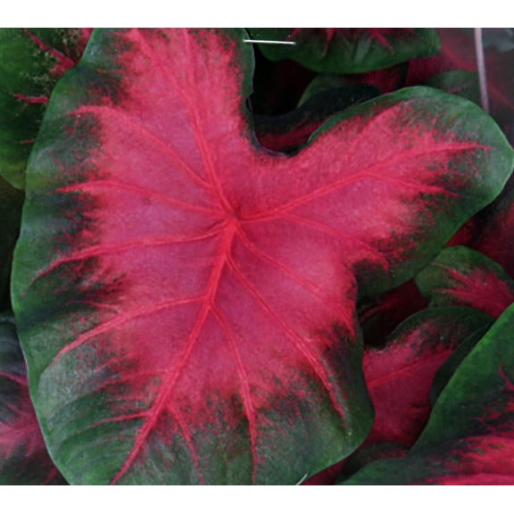 Caladium Sunset Pink 3 Bulbs - SalmonPink/Green