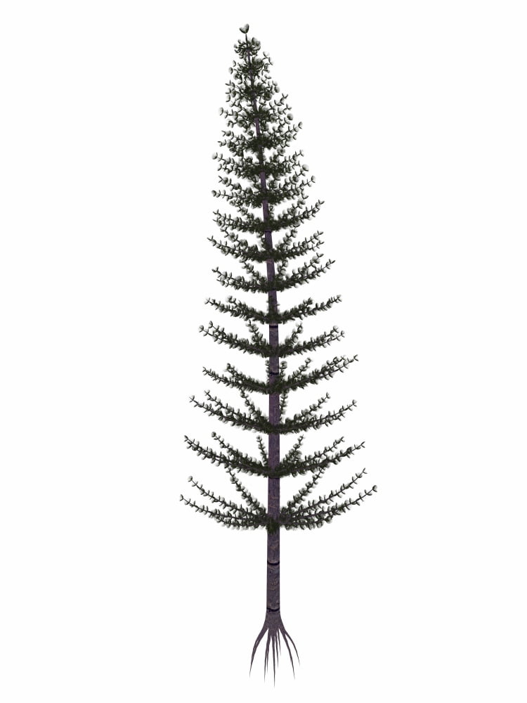Calamites prehistoric tree from the Carboniferous and Permian periods Canvas Art - Elena DuvernayStocktrek Images (25 x 33)