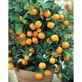 Calamondins Orange Fruit Tree Indoors & Outdoors Live Plant 4" X 12