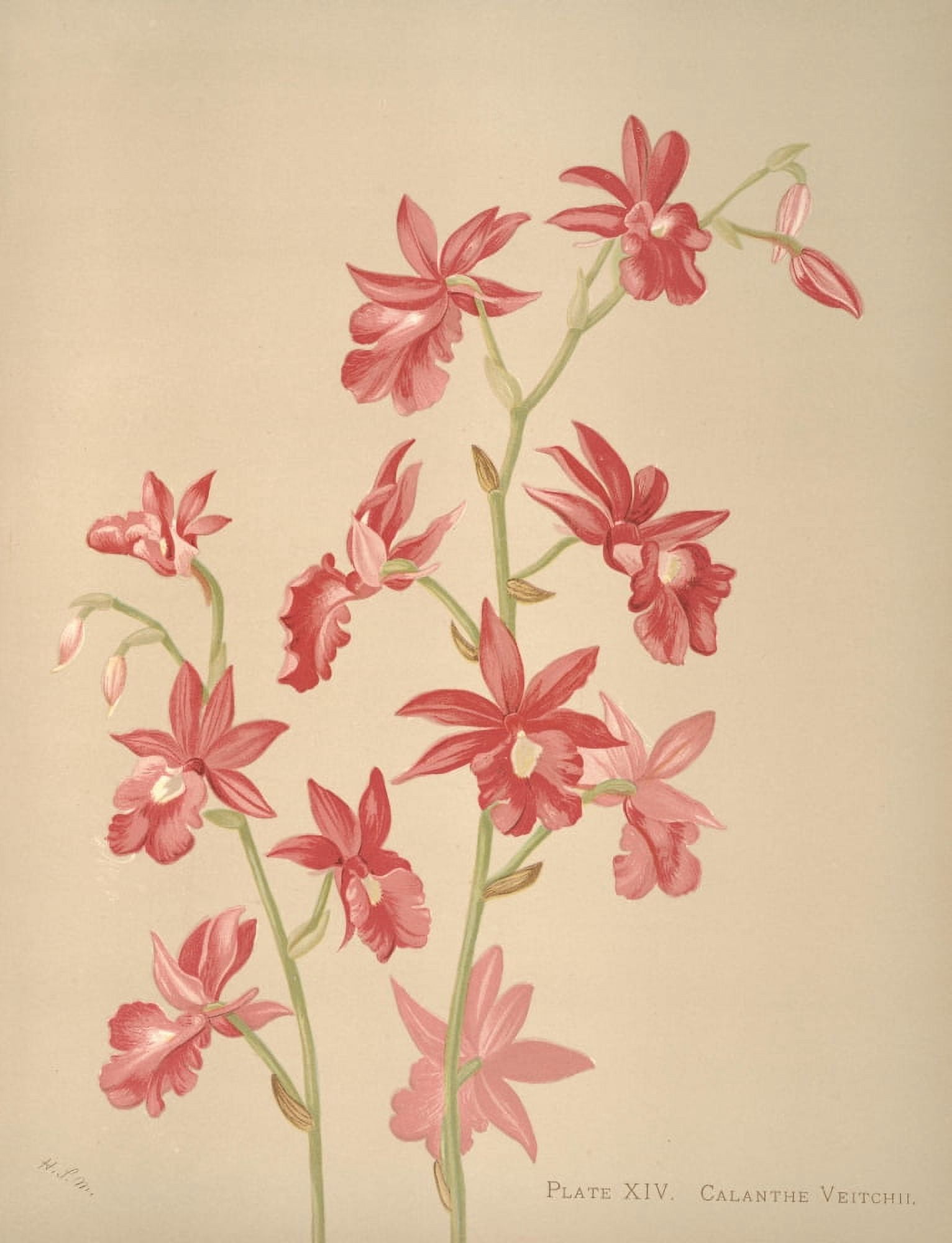 Calanthe Veitchii Canvas Art - HS Miner (24 x 36)