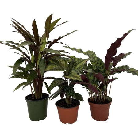 Calathea Assortment - 3 Pack in 4" Pots