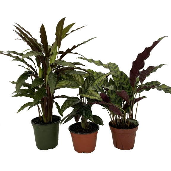 Calathea Assortment - 3 Pack in 4" Pots