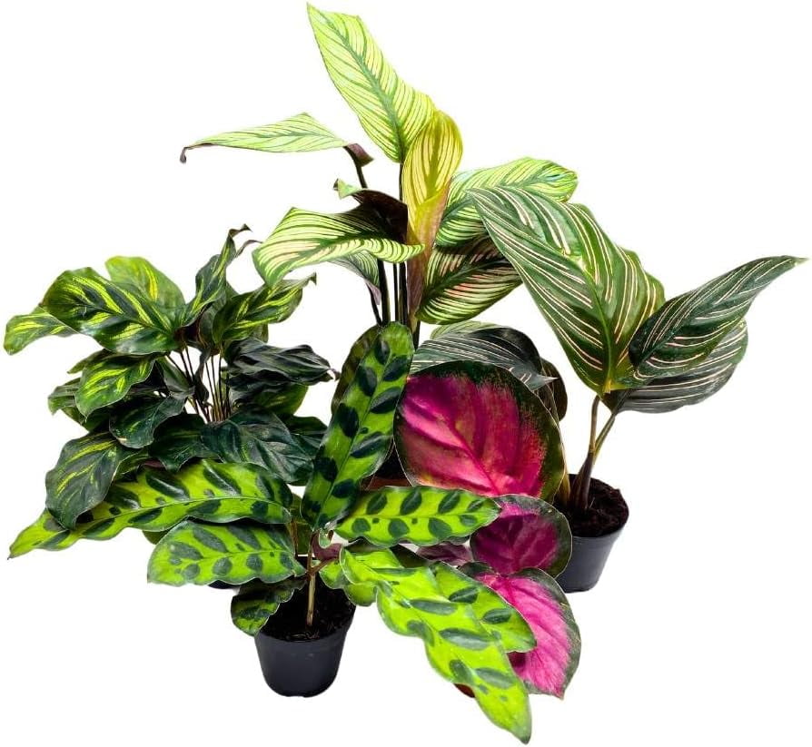 Calathea Assortment Set, 2 inch pots, 5 Different Prayer Plants, pet Friendly Indoor Low Light
