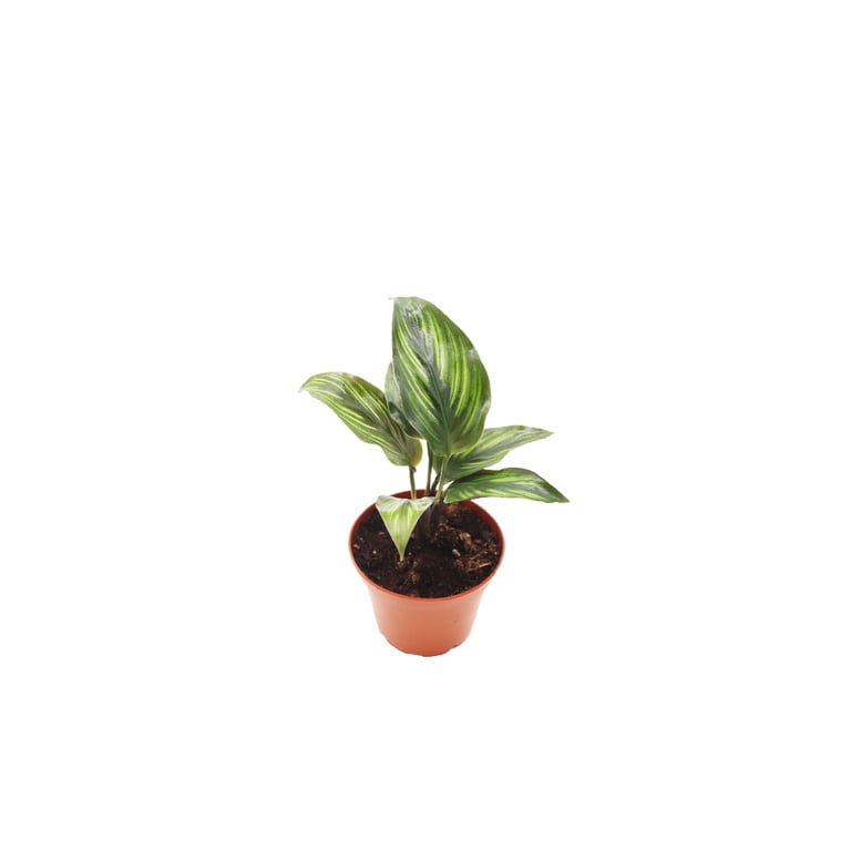 Calathea Beauty Star - 4" from California Tropicals - Walmart.com