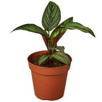 Calathea Beauty Star Live Plant for Indoor | Different Houseplants in 4'' & 6'' Pot | Real House Plant for Living Room, Office, Desk & Bathroom | Peacock Plant | Zebra Plant