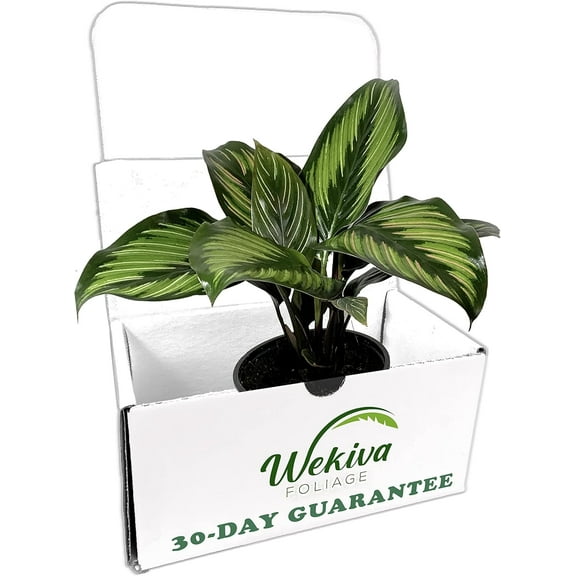 Calathea Beauty Star - Live Plant in a 4 Inch Pot - Calathea Ornata Beauty - Beautiful Easy to Grow Air Purifying Indoor Plant