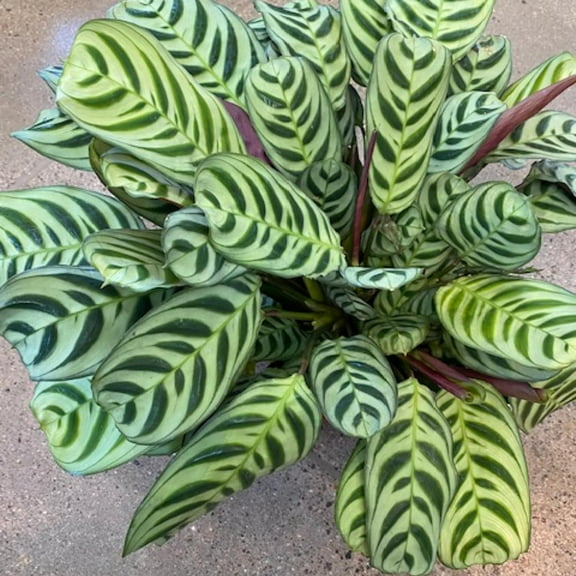 Calathea Burle Marxii Prayer Plant - Live Plant in a 4 Inch Pot - Calathea Burle Marxii - Beautiful and Elegant Indoor Houseplants from The Nursery