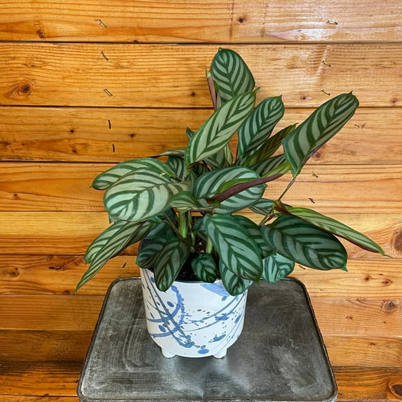 Calathea Compact Star, 6" Plant, The Plant Farm