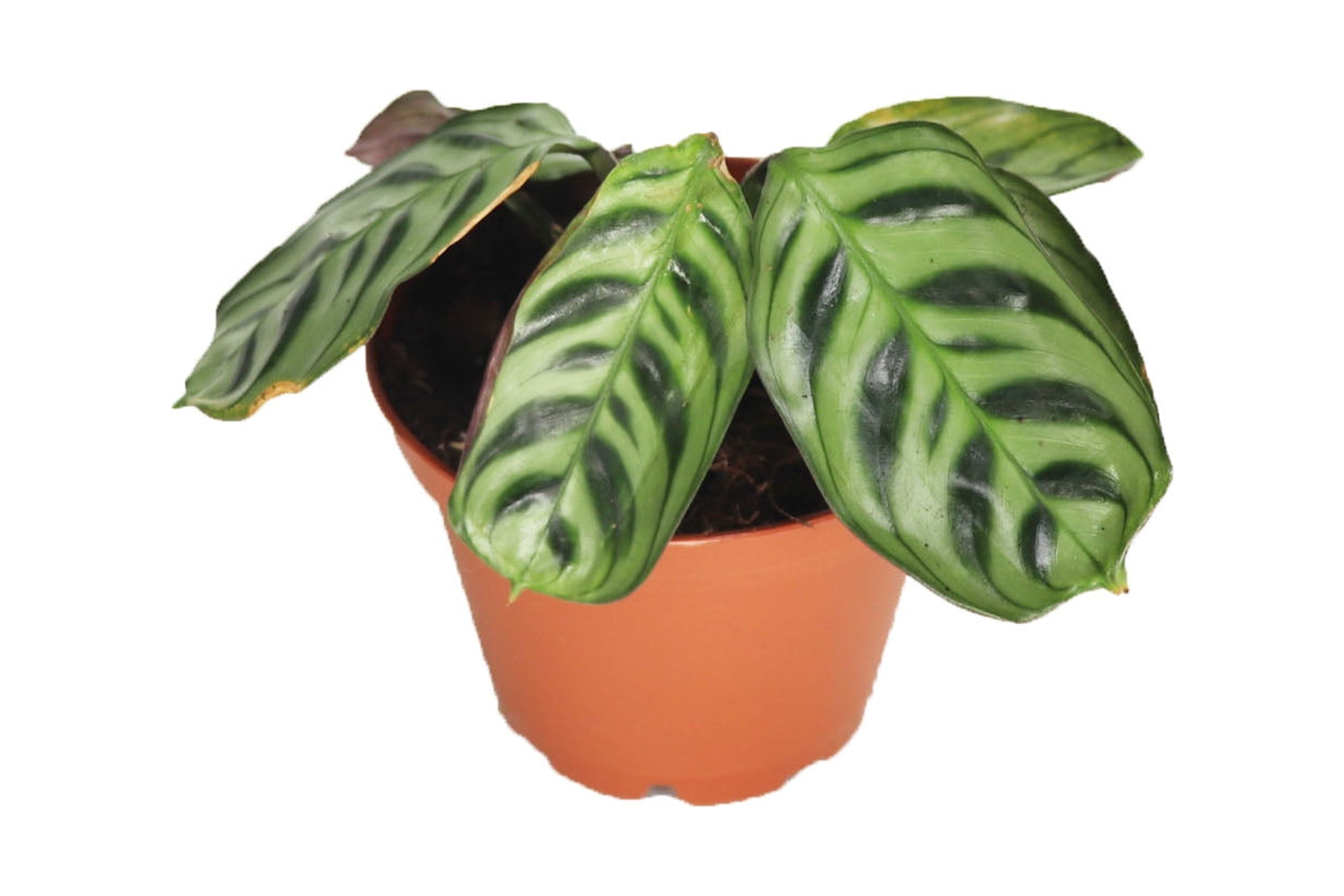 Calathea Ctenanthe x Burle Marx - 2" from California Tropicals - Walmart.com