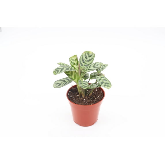 Calathea Ctenanthe x Burle Marx - 4" from California Tropicals