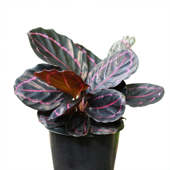 Calathea Dottie - Live Plant in a 4 Inch Growers Pot - Calathea Roseopicta 'Dottie' - Beautiful and Elegant Easy Care Indoor Houseplants from The Nursery