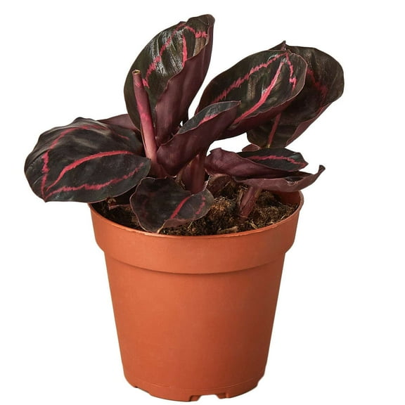 Calathea Dottie Live Plant for Indoor | Different Houseplants in 4'' & 6'' Pot | Real House Plant for Living Room, Office, Desk & Bathroom | Peacock Plant | Zebra Plant