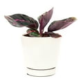thumbnail image 1 of Calathea Dottie Prayer Plant (4" Minimalist Pot) - Colorful Foliage Houseplant for Home Office Decoration - Live, Healthy, Easy to Care Plant for Beginners, 1 of 7