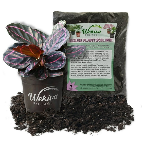 Calathea Dottie and Soil Mix Combo - Live Plant in a 4 Inch Pot with 1 Quart Houseplant Soil Mix - Calathea Roseopicta 'Dottie' with Custom Soil Blend