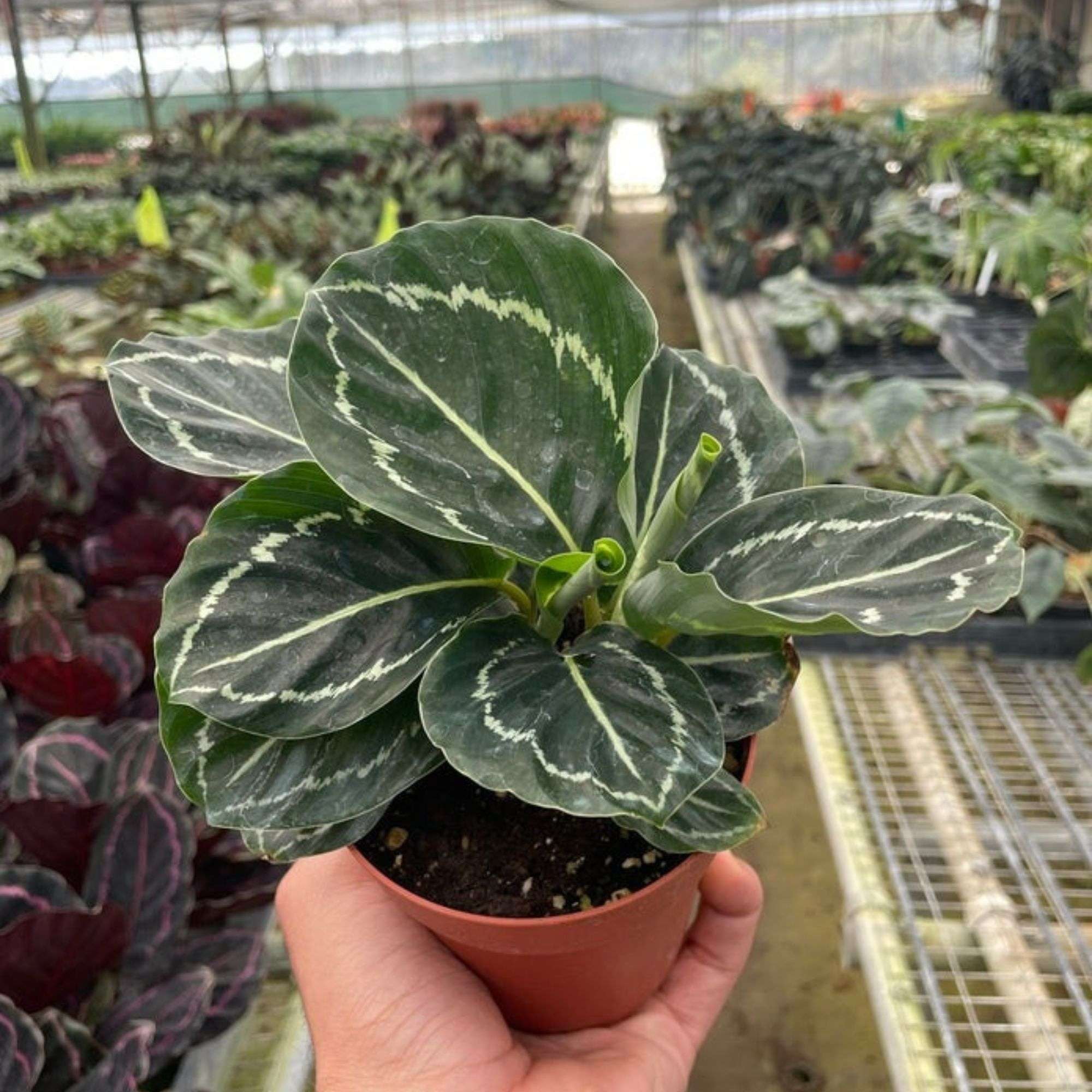 Calathea Green Goddess Live Plant for Indoor | Different Houseplants in 4'' & 6'' Pot | Real House Plant for Living Room, Office, Desk & Bathroom | Calathea Roseopicta Green Goddess
