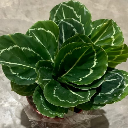 Calathea Green Lipstick - Live Plant in a 4 Inch Growers Pot - Calathea Roseopicta 'Green Lipstick' - Beautiful and Elegant Easy Care Indoor Houseplants from The Nursery