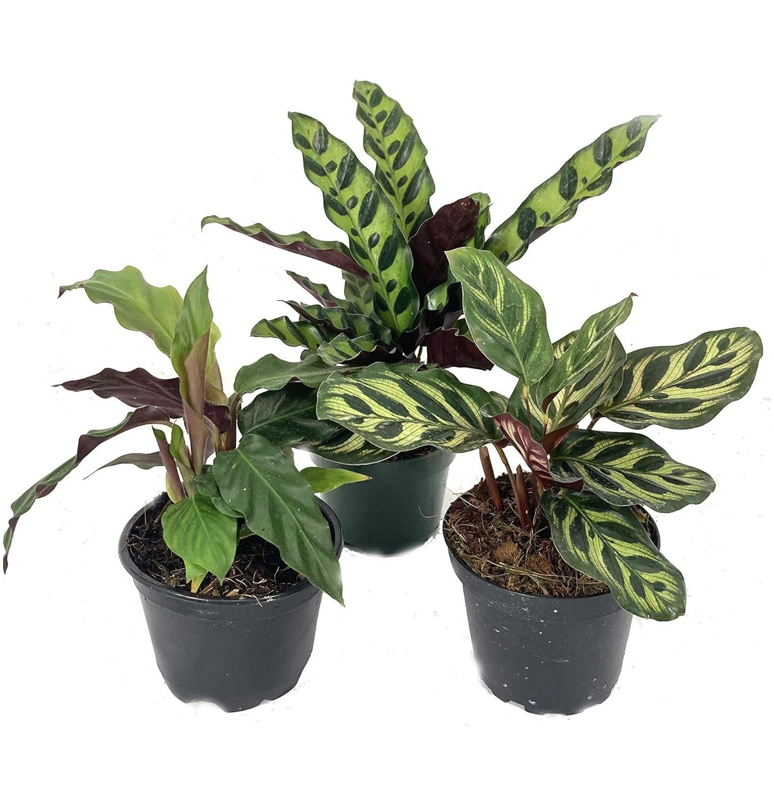 Calathea Indoor Houseplant MultiPack 3 Live Plants in 4 Inch Pots