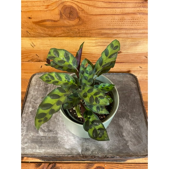 Calathea Lancifolia Rattlesnake, 4" Plant, The Plant Farm