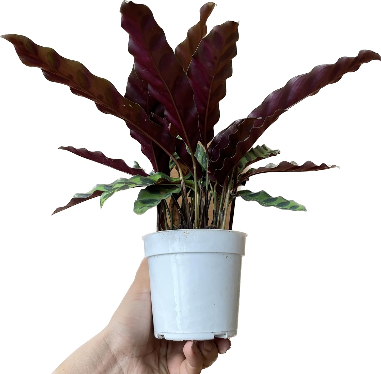 Calathea Lancifolia 'Rattlesnake' Calathea Plant Calathea Live