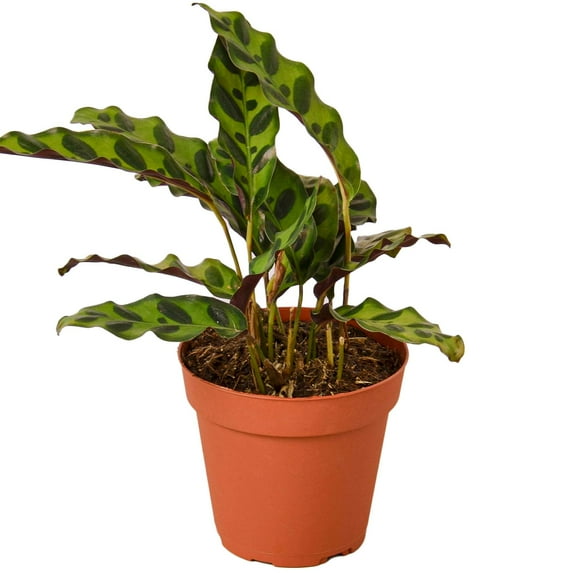 Calathea Lancifolia Rattlesnake Live Plant for Indoor | Different Houseplants in 4'' & 6'' Pot | Real House Plant for Living Room, Office, Desk & Bathroom | Peacock Zebra