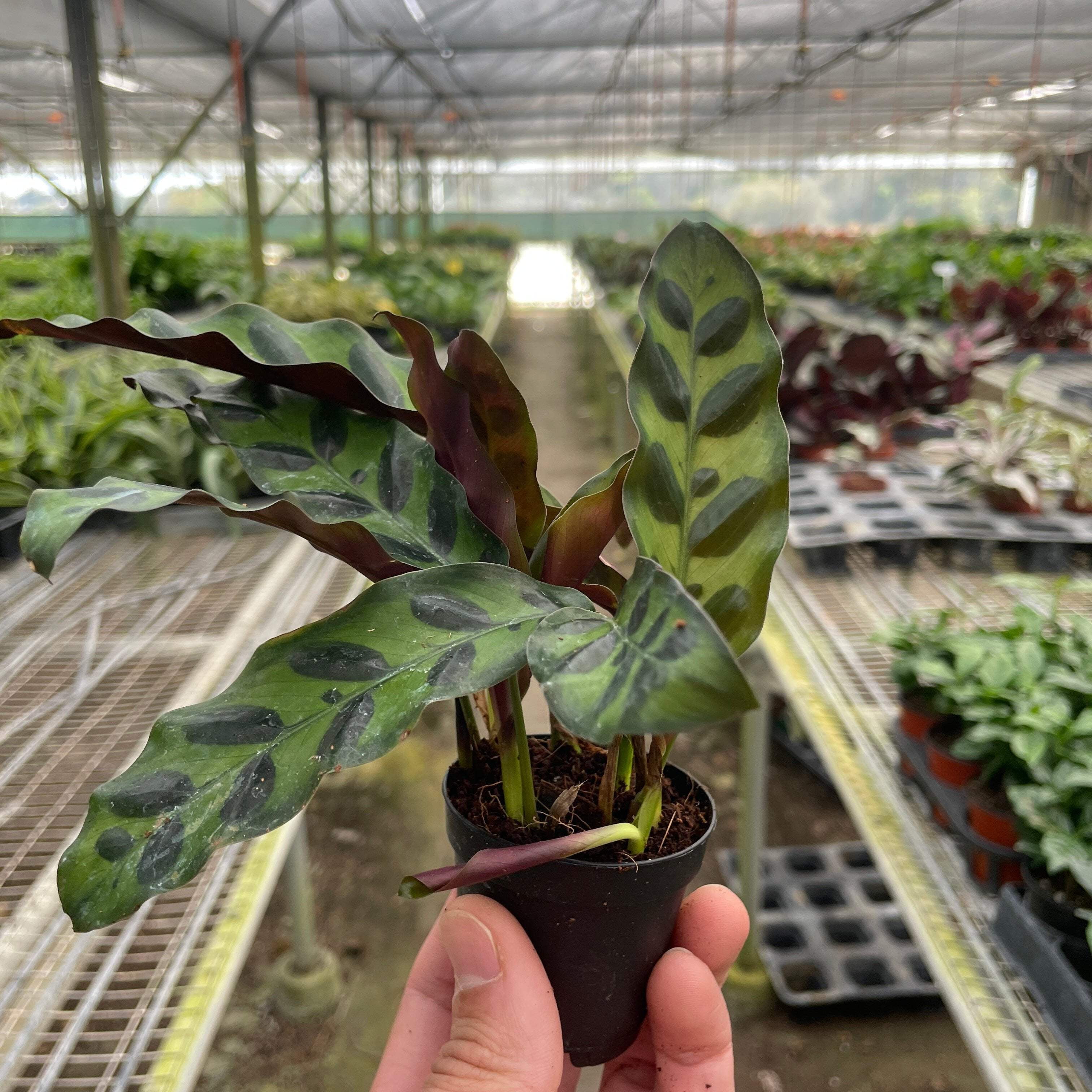 Calathea Lancifolia 'Rattlesnake' - Walmart.com