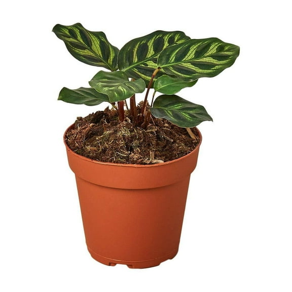 Calathea 'Makoyana', 4" Pot, Indoor Houseplant, Easy Care, Live Plant for Indoor & Outdoor