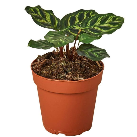 Calathea Makoyana Live Plant for Indoor | Different Houseplants in 4'' & 6'' Pot | Real House Plant for Living Room, Office, Desk & Bathroom | Peacock Plant | Zebra Plant