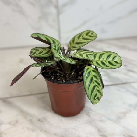 Calathea Makoyana Peacock, 4" Plant, The Plant Farm