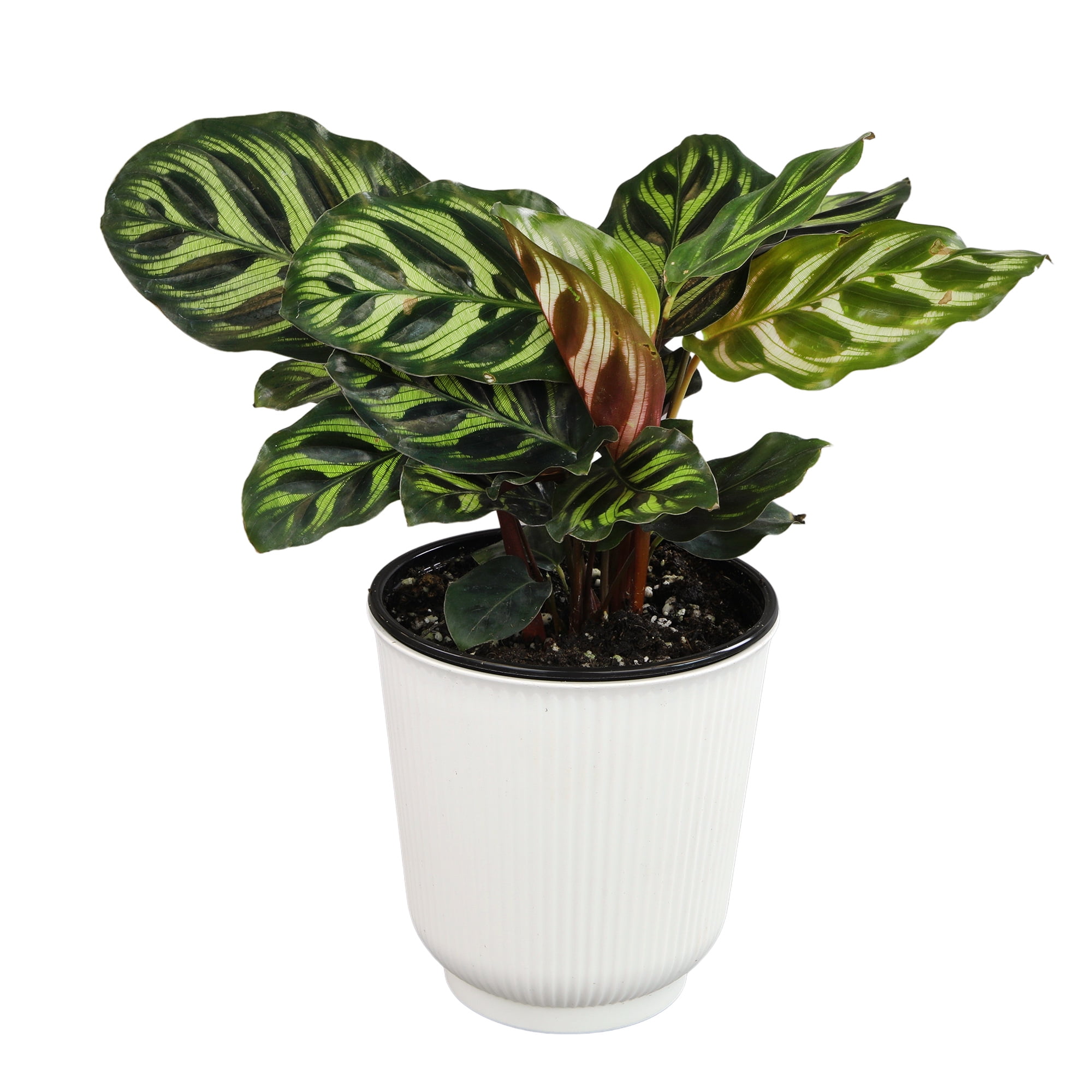 Calathea Makoyana in White Planter, Large Indoor Houseplant