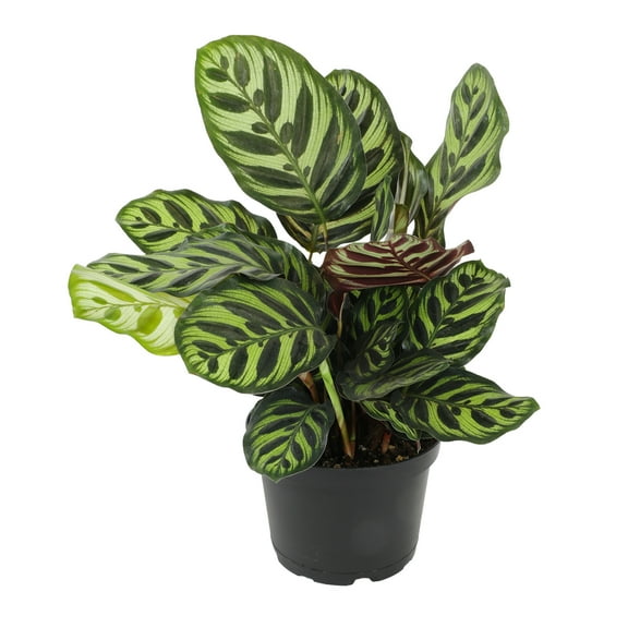 Calathea Makoyana Pet Safe Houseplant | 6in. Pot; Indirect Light | Element Exotics by Altman Plants